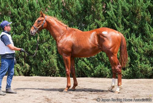1億4500万円で落札されたパンデリングの24の馬体