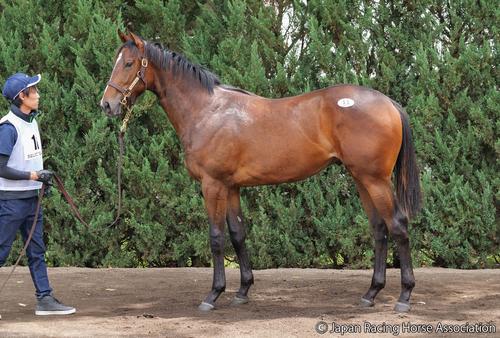 1億9000万円で落札されたアンフィトリテ2の24の馬体