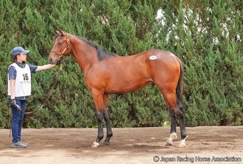 1億9000万円で落札されたセルフレスリーの24の馬体