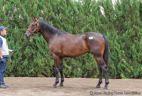 1億6000万円で落札されたベルアリュール2の24の馬体