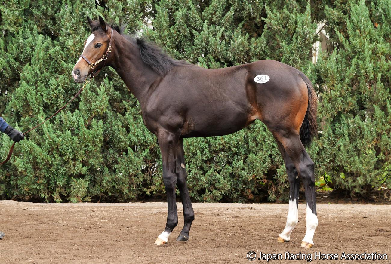 1億7000万円で落札されたノーワンの25の馬体