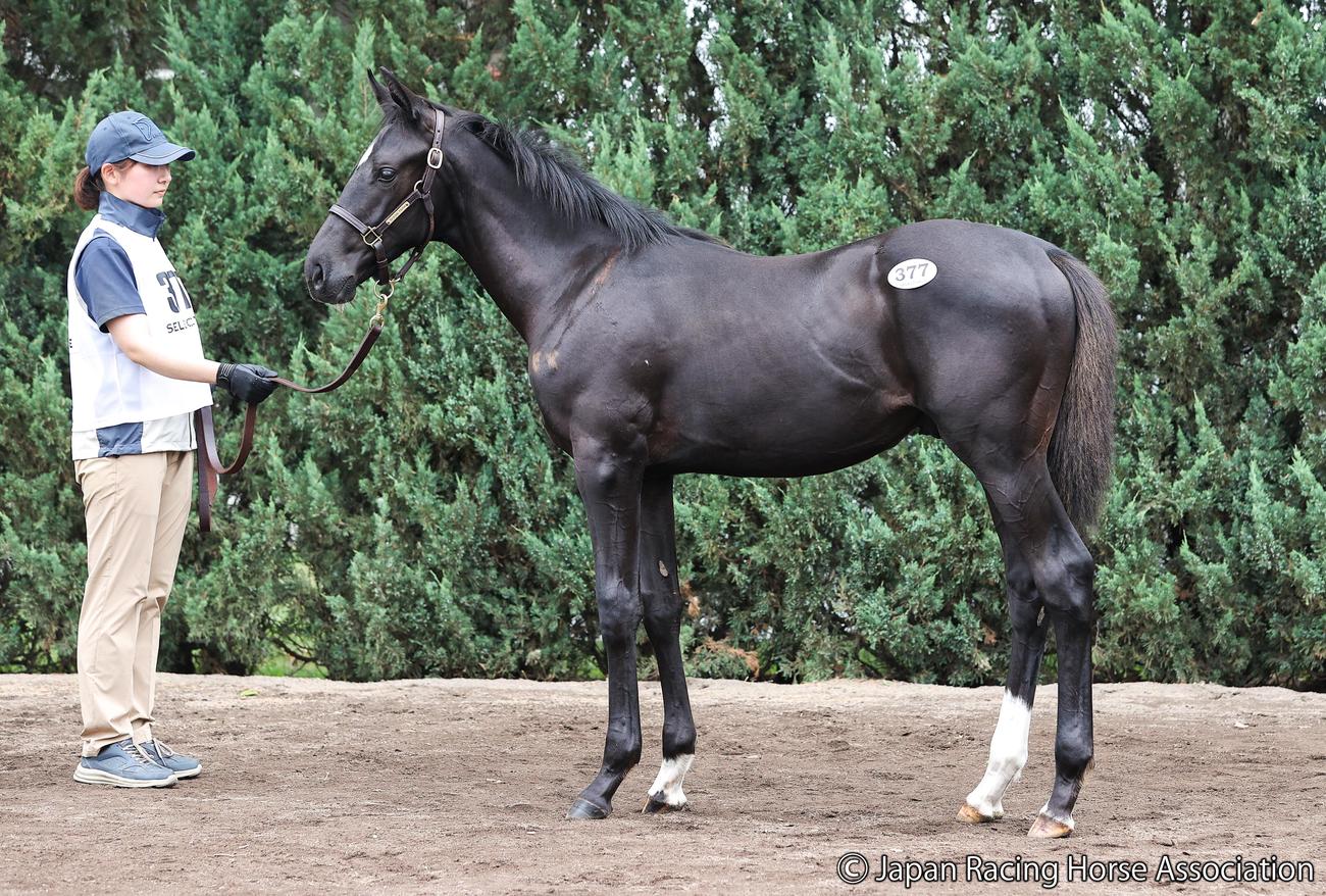 2億6000万円で落札されたシャムロックヒルの25の馬体