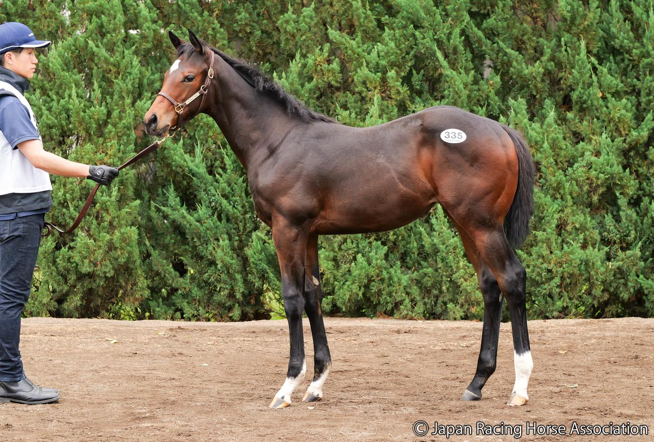 1億4000万円で落札されたレディランドルフの25の馬体