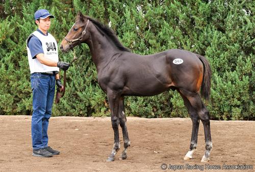 5億8000万円で落札されたミッドナイトビズーの25の馬体