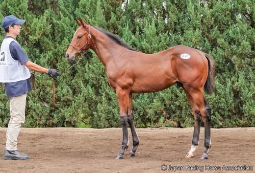 2億2000万円で落札されたシュガーハートの25の馬体