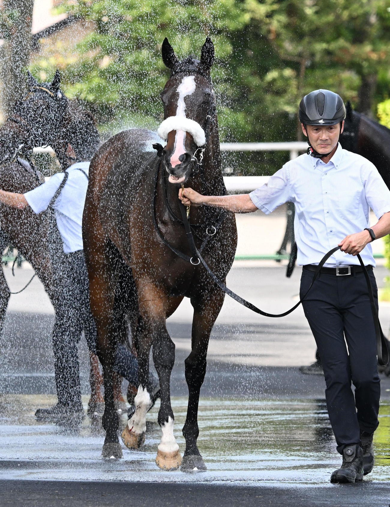 福島5R新馬戦を制し、水浴びをするルージュボヤージュ（撮影・千葉一成）