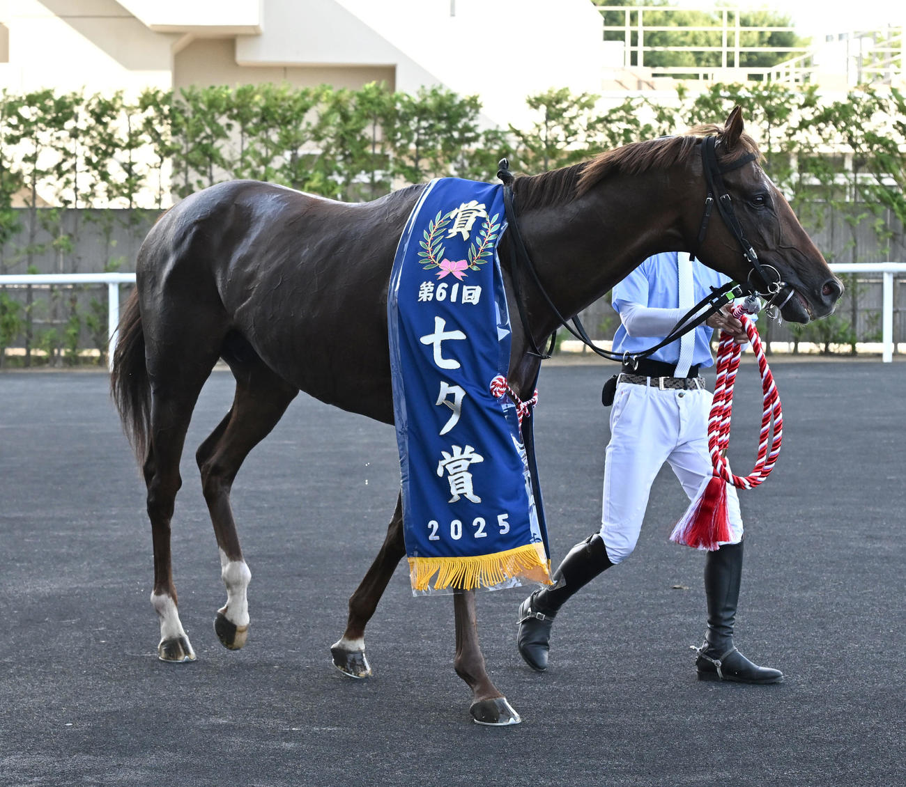 七夕賞を柴田大騎手で制したコスモフリーゲン（撮影・千葉一成）