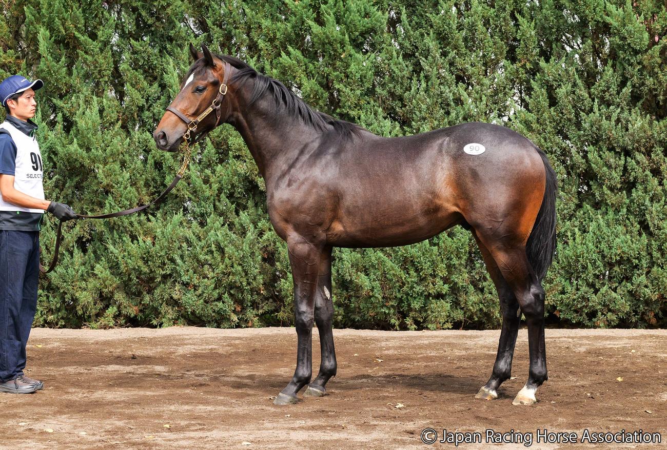 3億1000万円で落札されたヤンキーローズの24の馬体