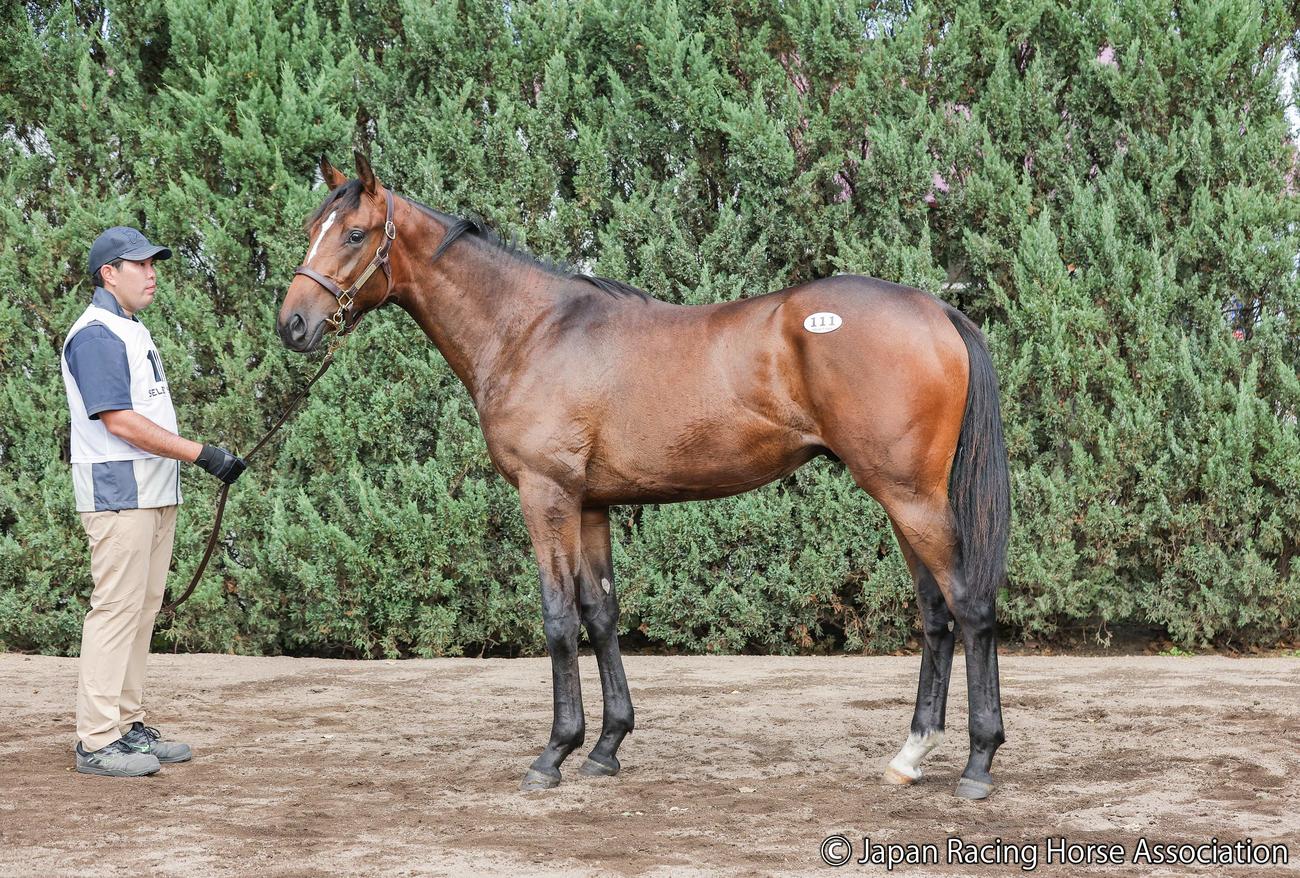 1億9000万円で落札されたダイワダッチェスの24の馬体