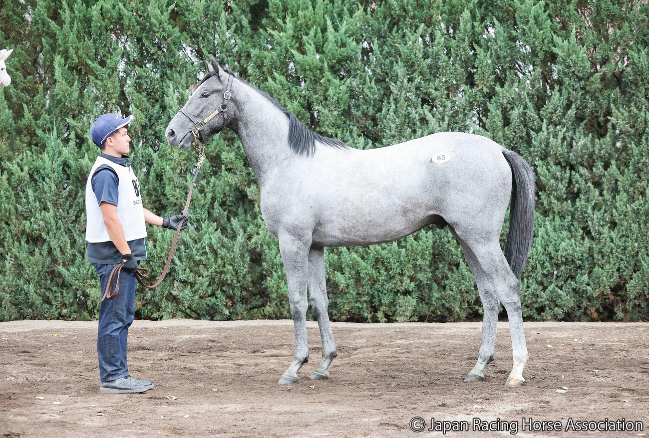 1億500万円で落札されたマイミスリリーの24の馬体