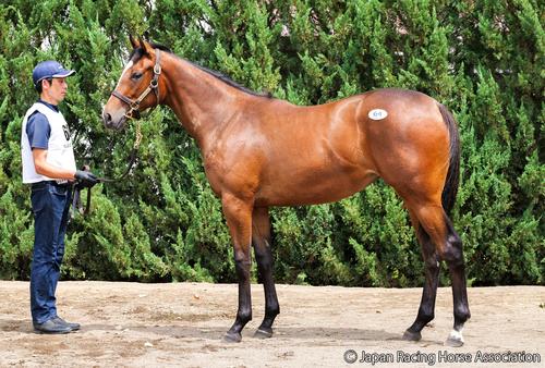 2億4000万円で落札されたウェイヴェルアベニューの24の馬体
