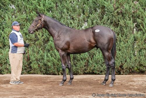 1億5000万円で落札されたターフドンナの24の馬体