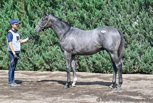 2億3000万円で落札されたリリーズキャンドルの24の馬体