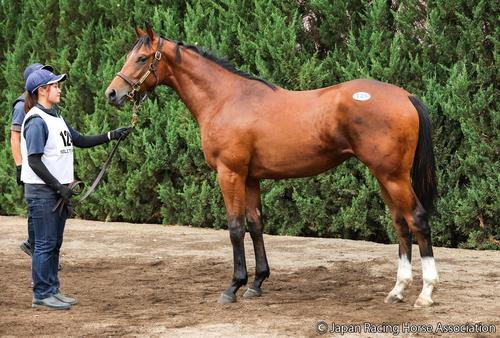 1億3000万円で落札されたレーヴデトワールの24の馬体