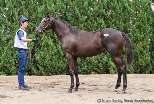 1億7000万円で落札されたフォトコールの24の馬体
