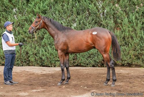 3億円で落札されたフォエヴァーダーリングの24の馬体