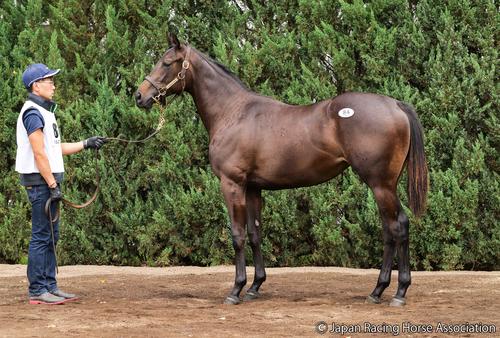 1億4000万円で落札されたアスコルティの24の馬体
