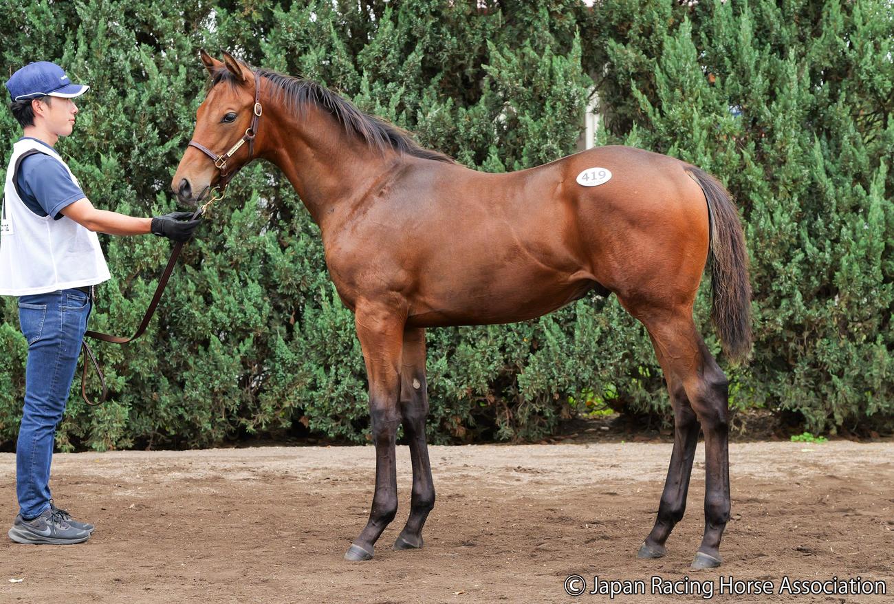 1億2000万円で落札されたソヴィエトキャッチの25の馬体
