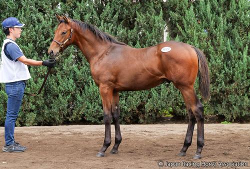 1億2000万円で落札されたソヴィエトキャッチの25の馬体