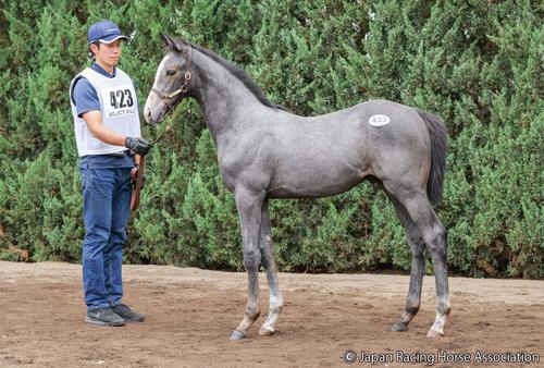 1億4000万円で落札されたリリーズキャンドルの25の馬体