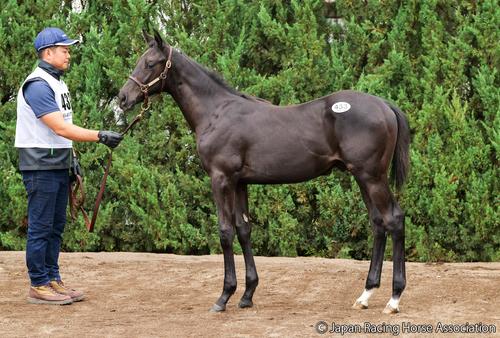 1億3000万円で落札されたアートハウスの25の馬体