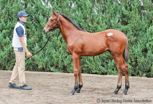 1億4000万円で落札されたドナブルーハの25の馬体