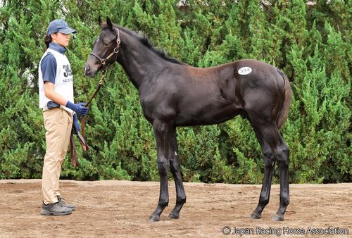 1億5000万円で落札されたネヌファーアズールの25の馬体