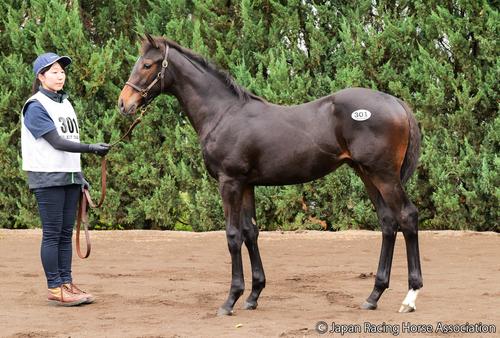 セレクトセール】祝100億円超え！「ウマ娘」藤田晋氏の21年以降の年度