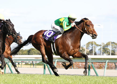 高松宮記念覇者サトノレーヴ 次走は9・28スプリンターズSへ - 競馬