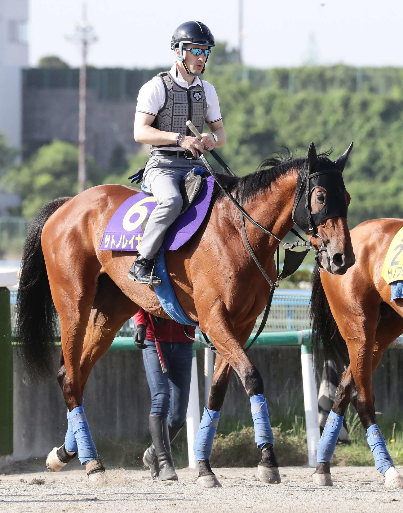 サトノレイナス（2021年5月26日撮影）