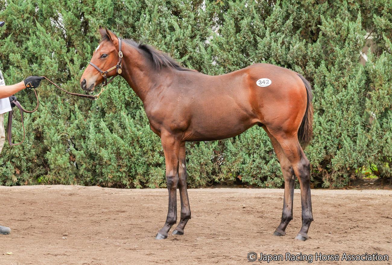 3億円で落札されたソーテルヌの25の馬体