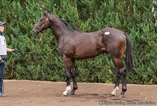 2億6000万円で落札されたメチャコルタの24の馬体