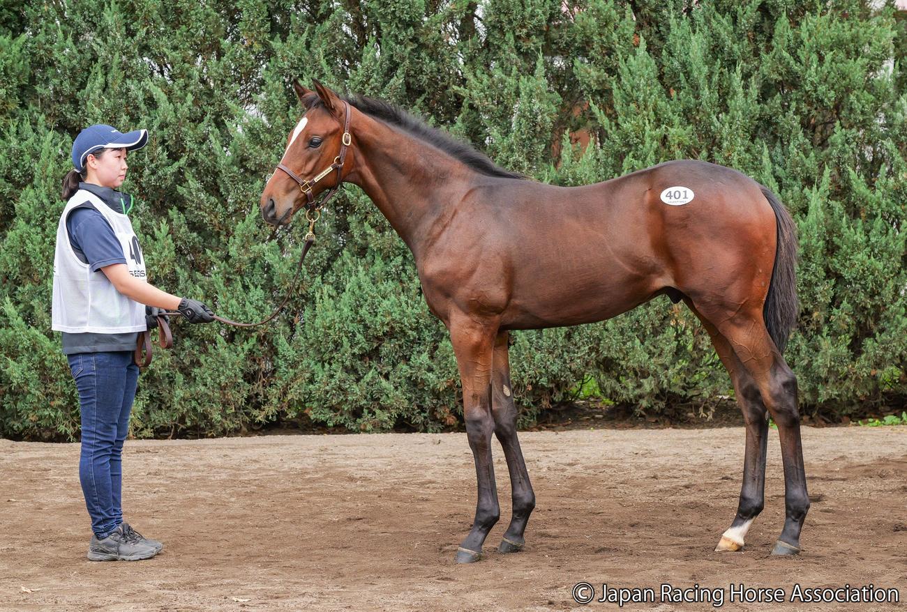 3億1000万円で落札されたグローバルビューティの25の馬体
