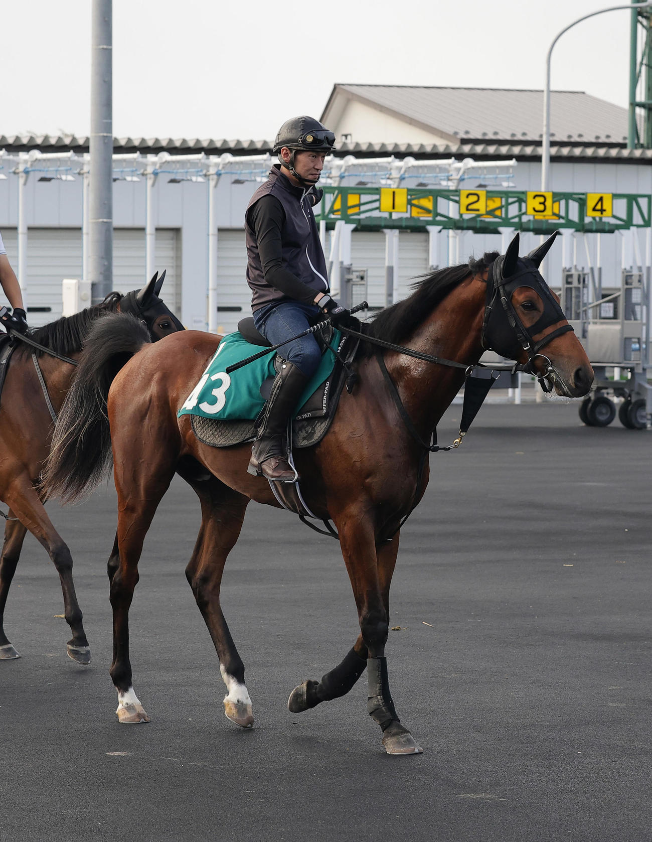 函館競馬場で調整するハムタン