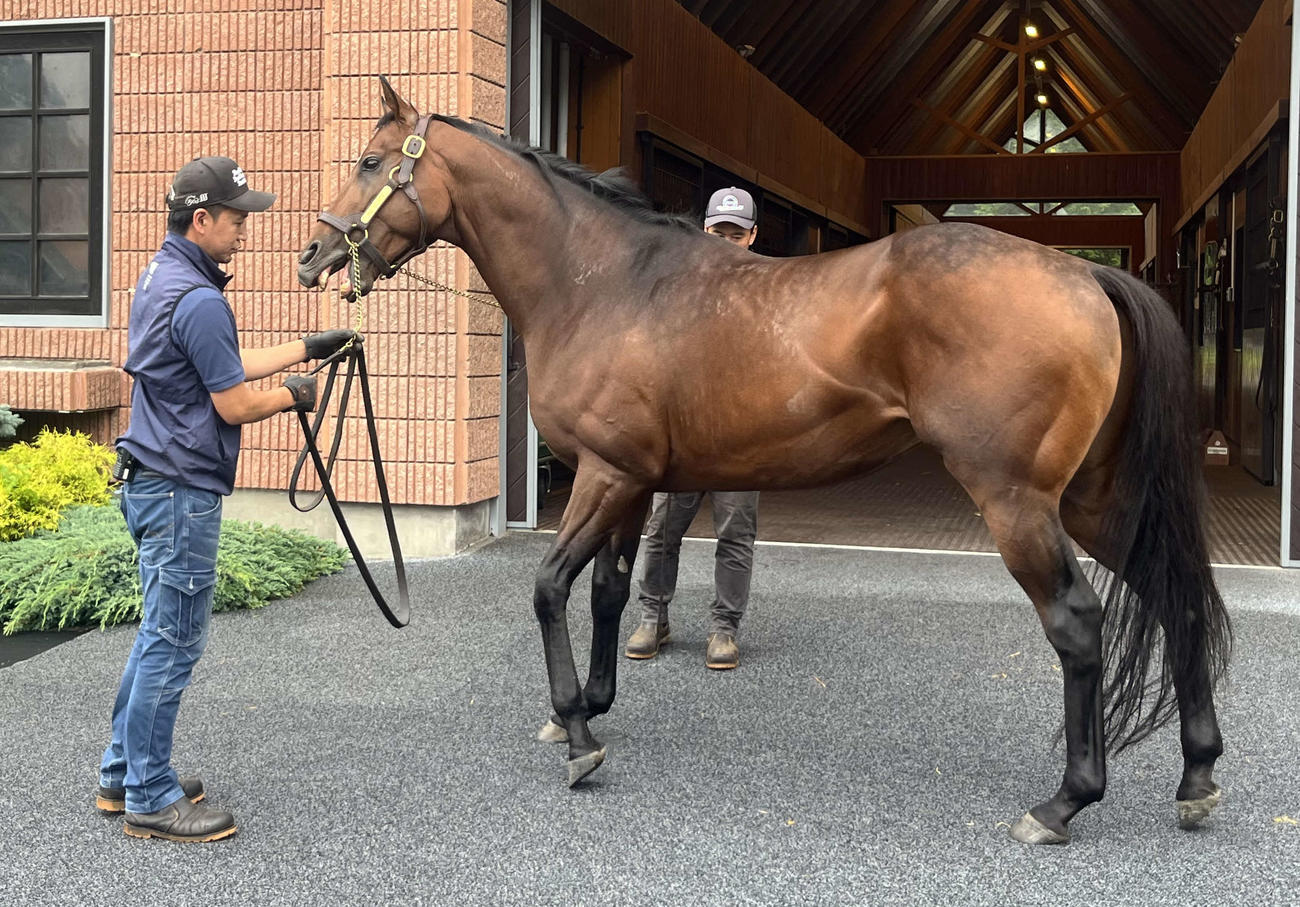 種牡馬として社台スタリオンステーションにけい養されるドウデュース（撮影・桑原幹久）