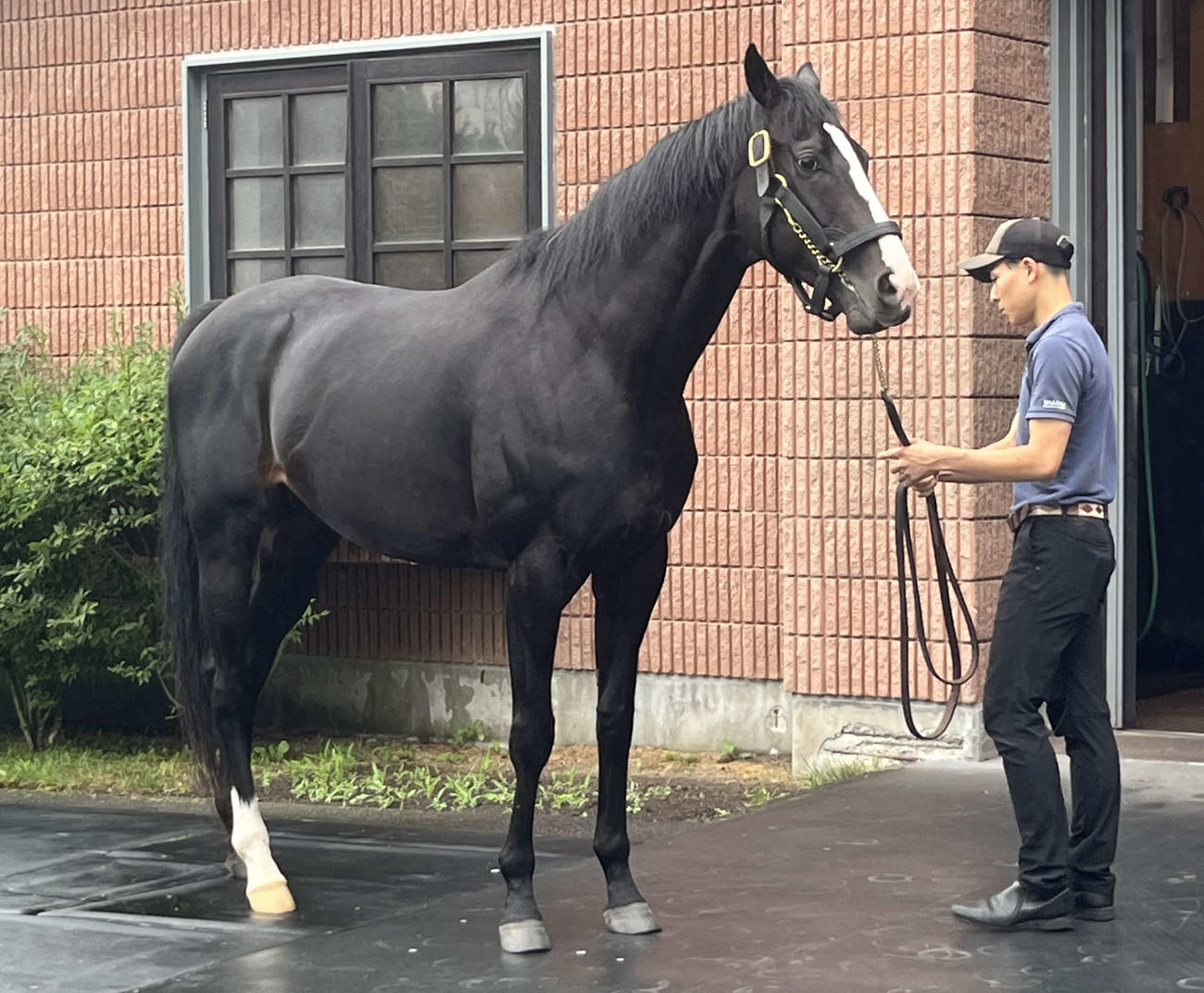 種牡馬として社台スタリオンステーションにけい養されるイクイノックス（撮影・桑原幹久）