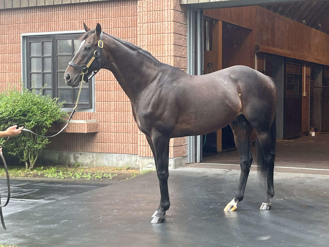 種牡馬として社台スタリオンステーションにけい養されるキタサンブラック（撮影・桑原幹久）