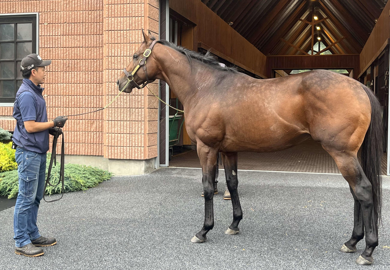 種牡馬として社台スタリオンステーションにけい養されるドウデュース（撮影・桑原幹久）