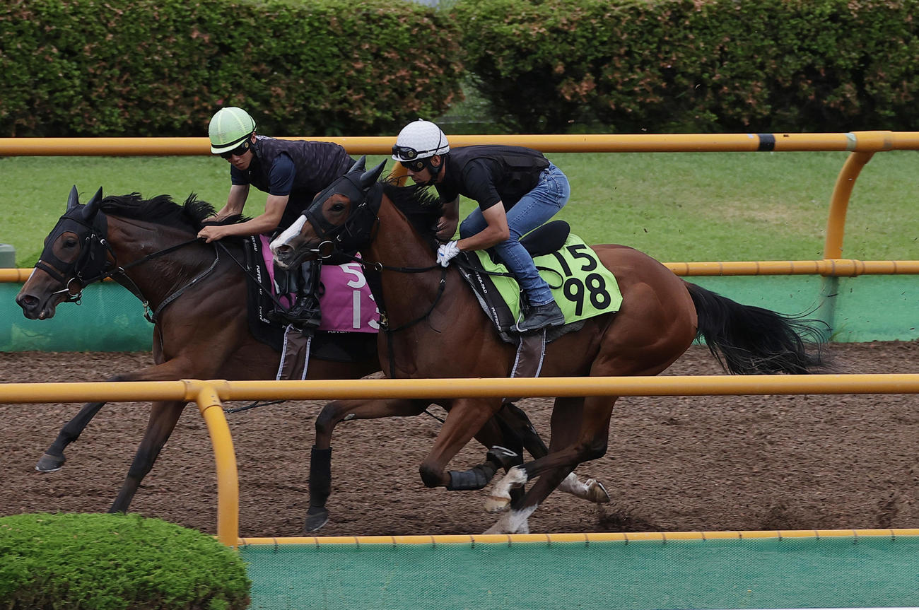 浜中俊騎手を背に、函館ウッドチップコースで併せ馬追い切られるブラックチャリス（右）
