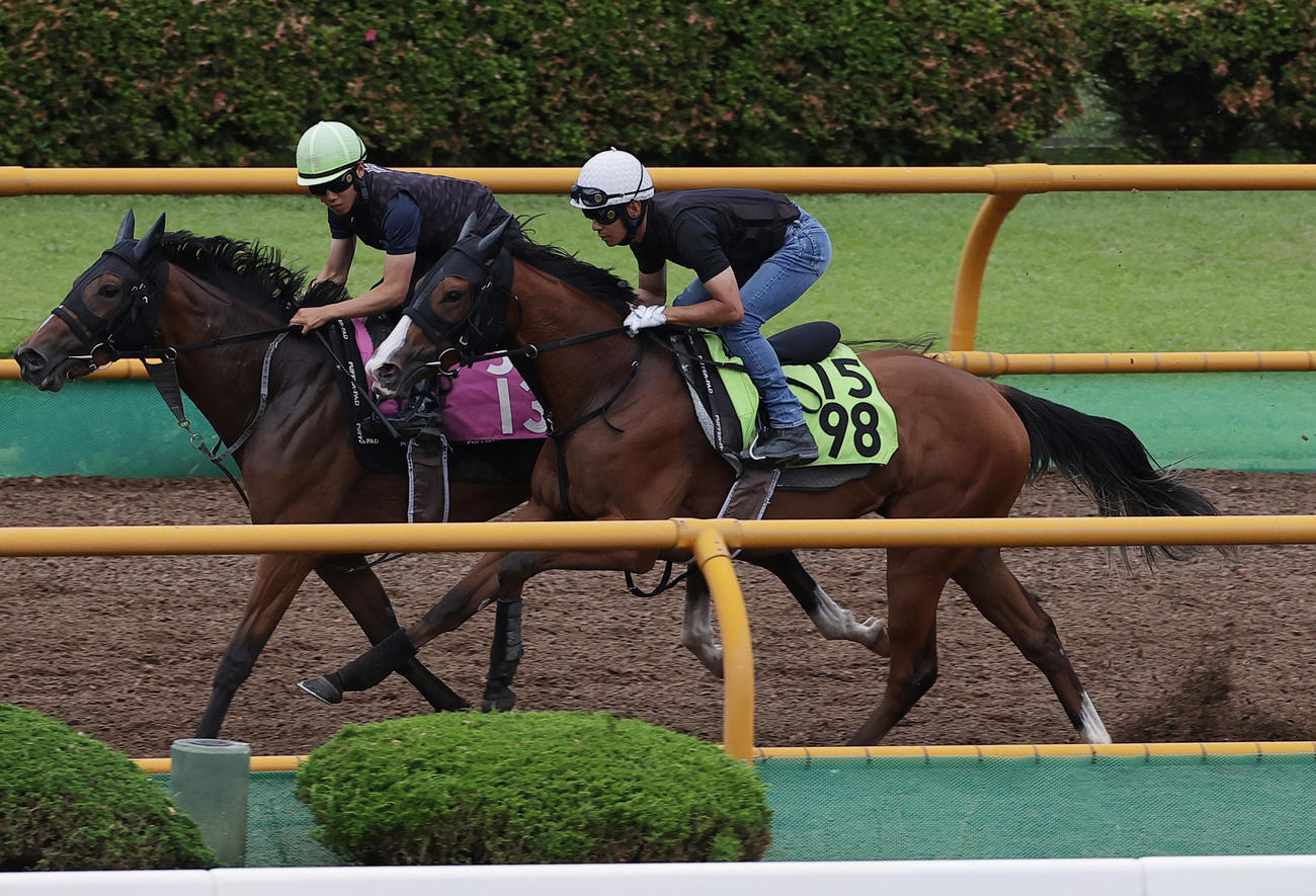浜中俊騎手を背に、函館ウッドチップコースで併せ馬追い切られるブラックチャリス（右）