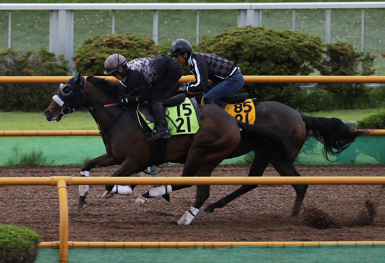 函館ウッドチップコースで併せ馬追い切られるカイショー（左）