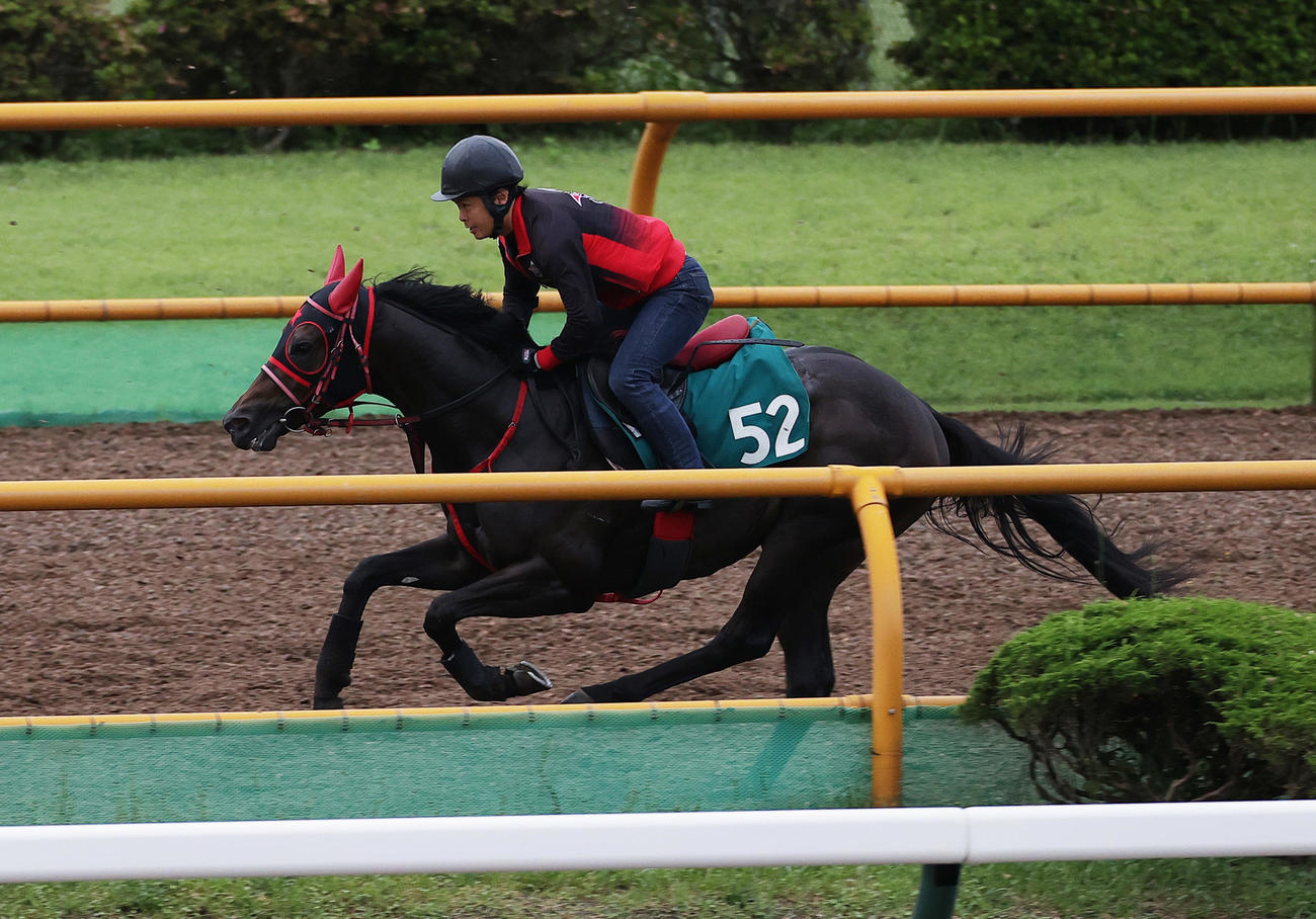 函館ウッドチップコースで追い切られるタガノアラリア