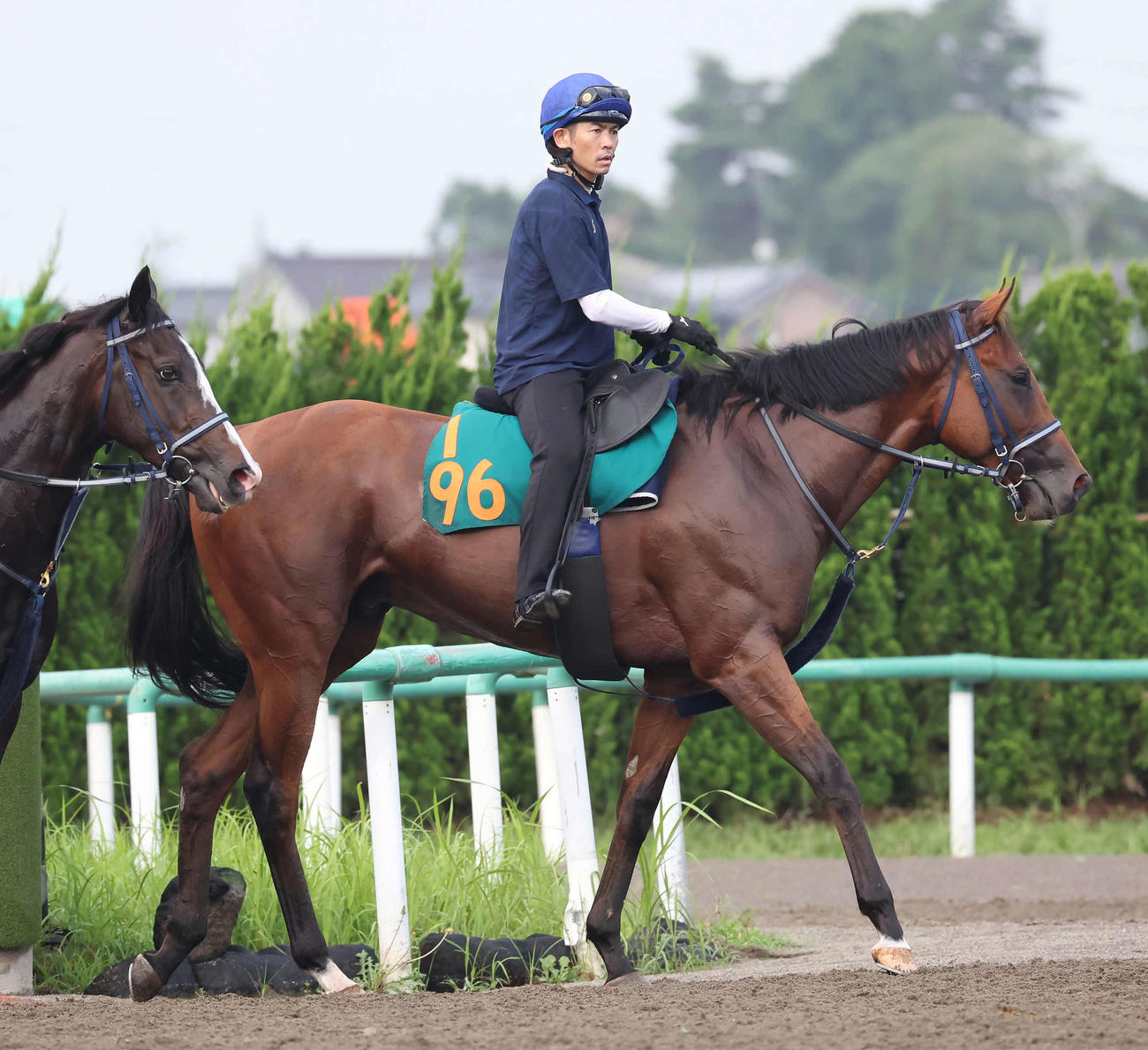 追い切りを終えて馬場を出るポルフュロゲネトスと戸崎騎手（撮影・丹羽敏通）