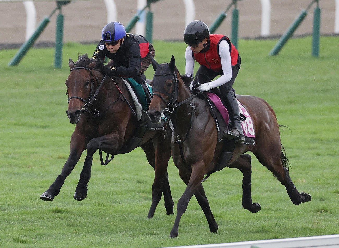 池添謙一騎手を背に、函館芝コースで併せ馬で追い切られるグリーンゴー（左）