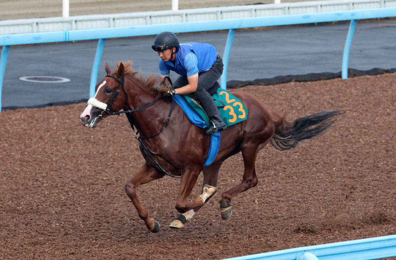 プロメサアルムンドは根岸調教助手を背に美浦ウッドで追い切られた（撮影・丹羽敏通）