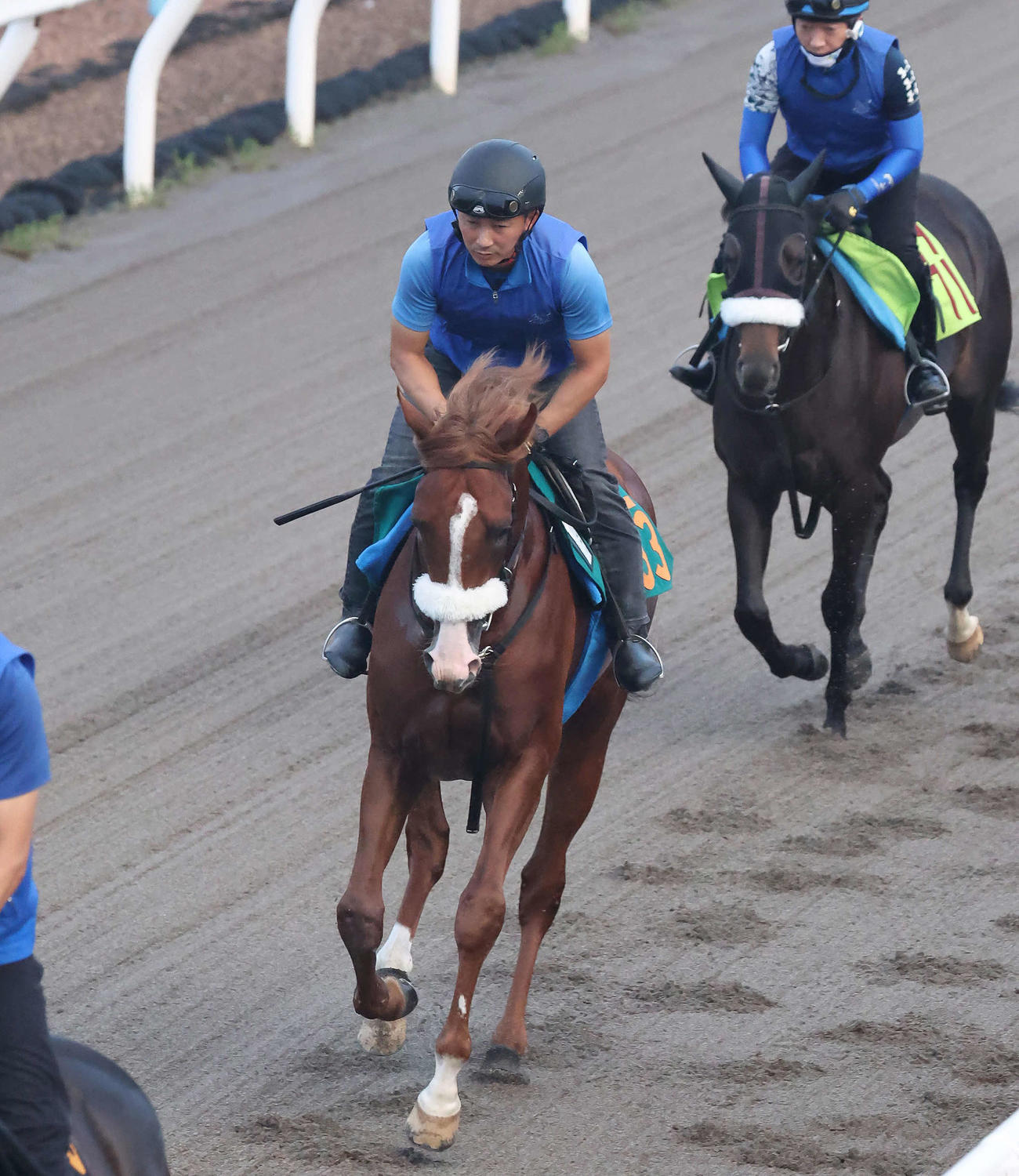 ダートコースで運動するプロメサアルムンド（撮影・丹羽敏通）