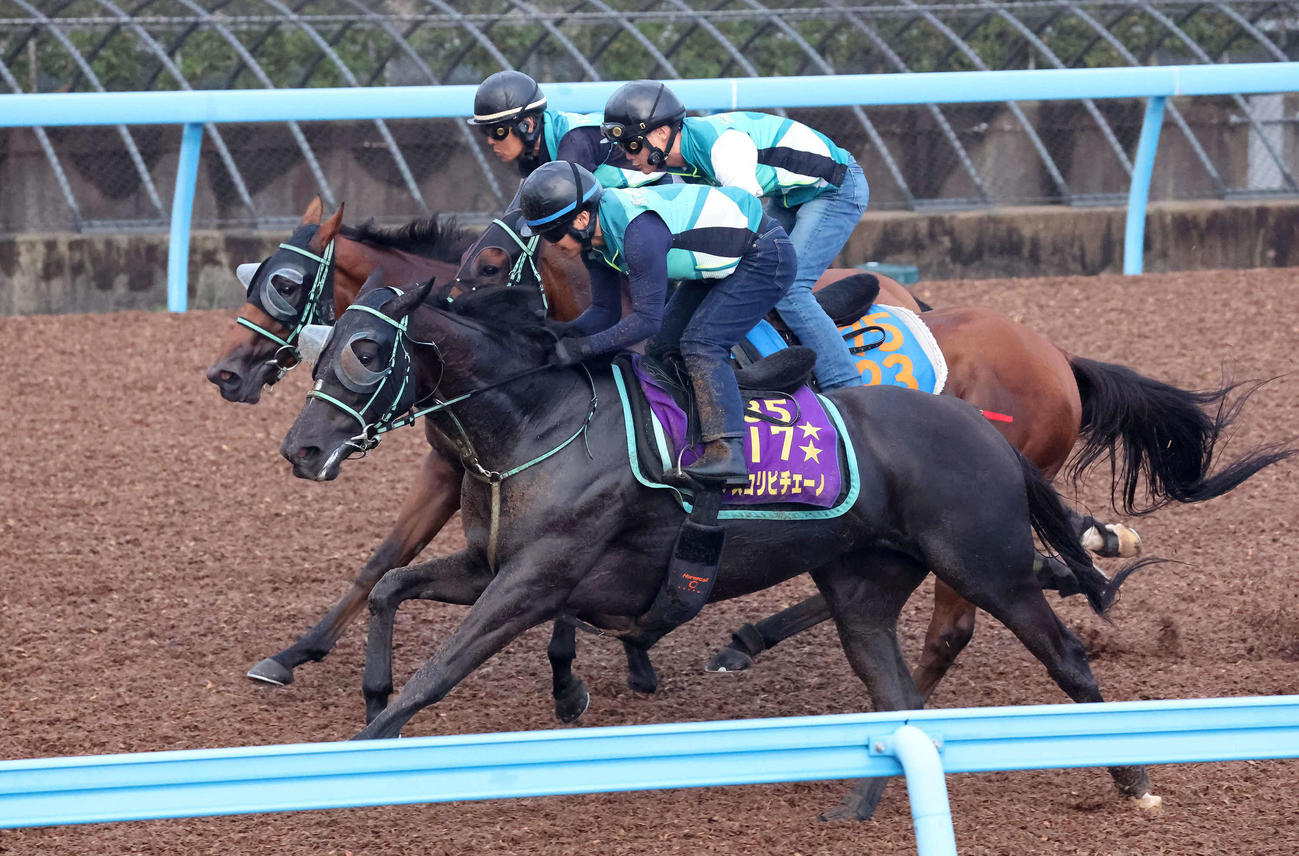 アスコリピチェーノ（手前）は美浦ウッドを3頭併せで追い切られた（撮影・丹羽敏通）