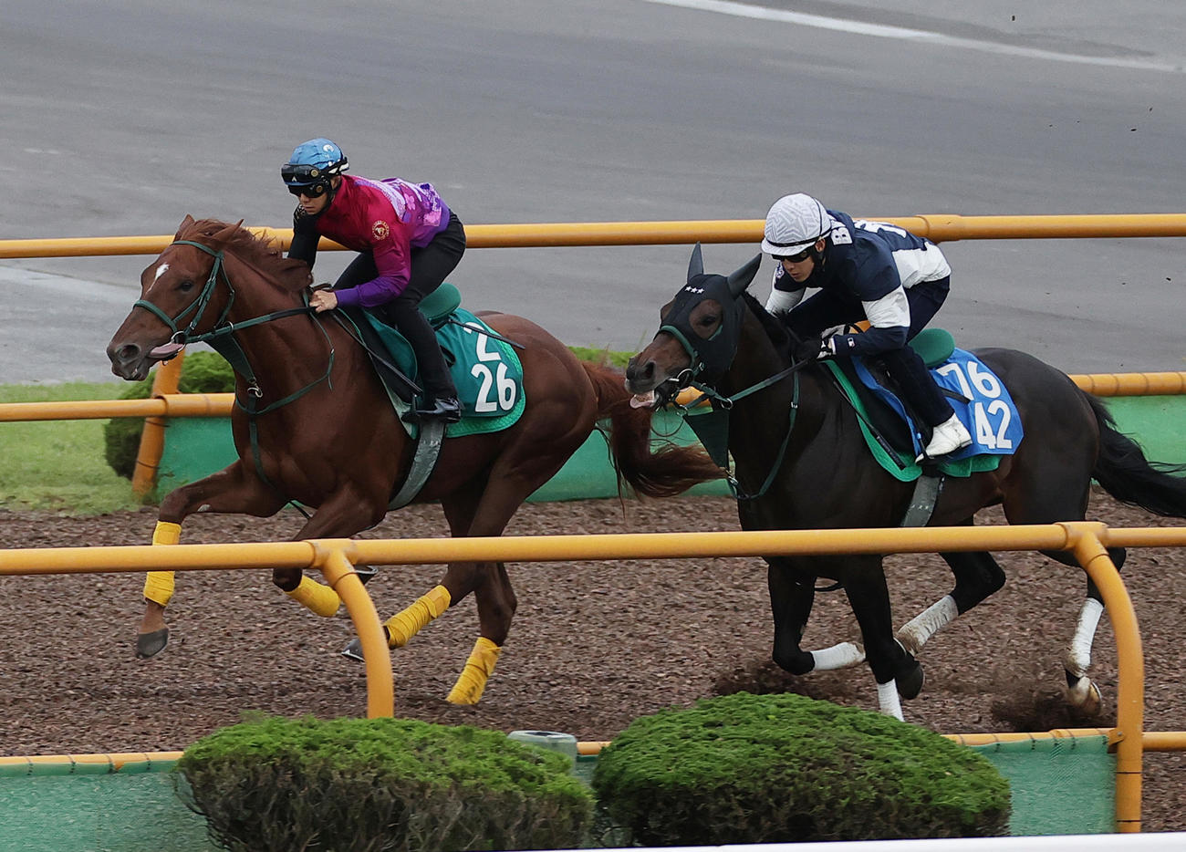 16日、函館ウッドチップコースで併せ馬で追い切られるアーレムアレス（左）