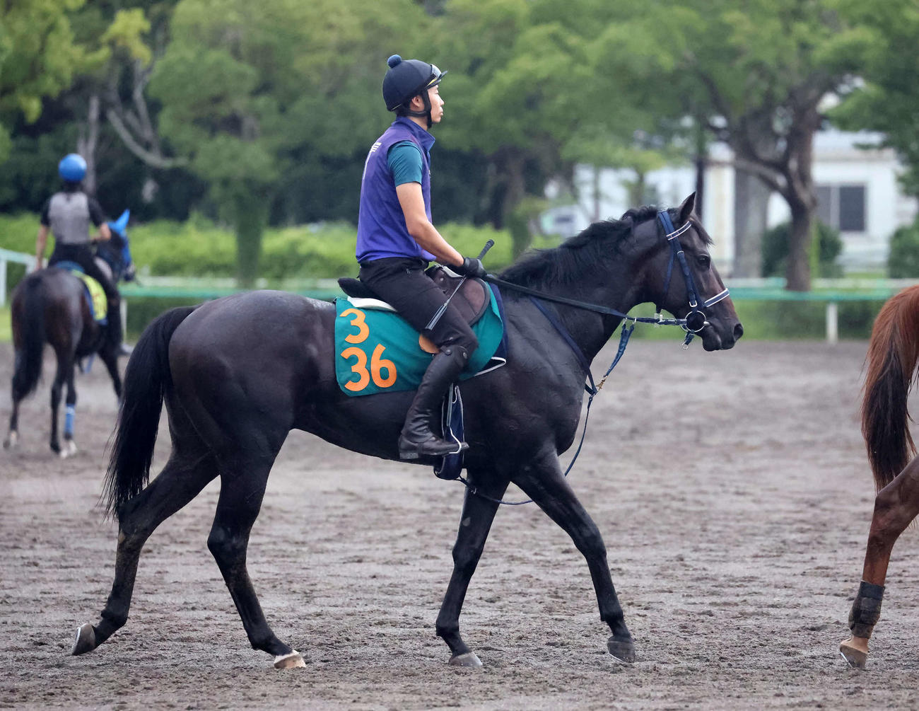 調教を終えて馬場を出るマルターズドン（撮影・丹羽敏通）