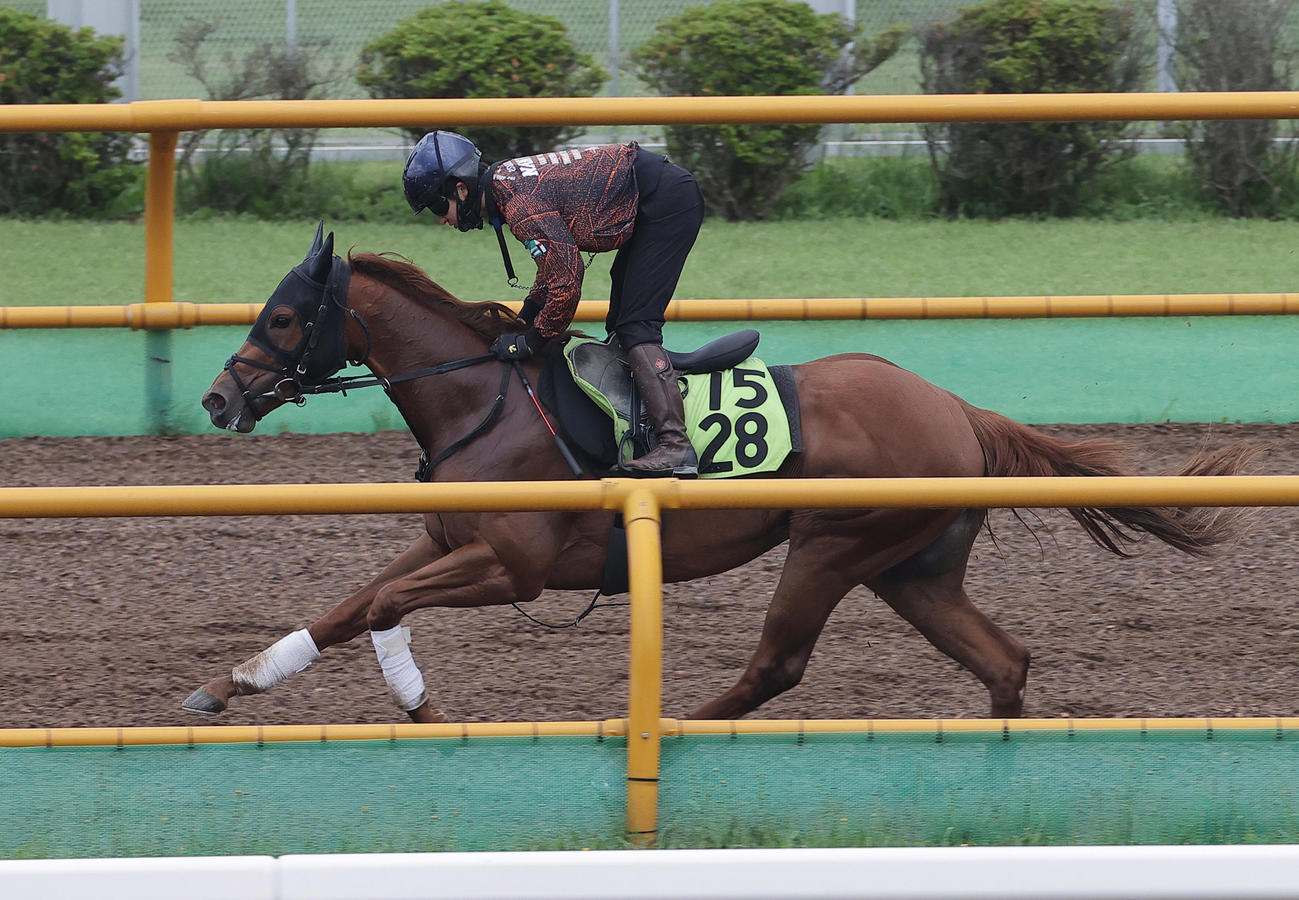 鮫島克駿騎手を背に、函館ウッドチップコースで追い切られるトウカイマシェリ
